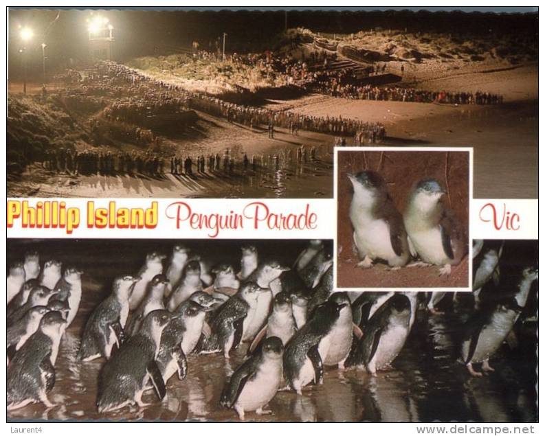(126) Australia - VIC - Phillip Island Penguin Parade - Autres & Non Classés
