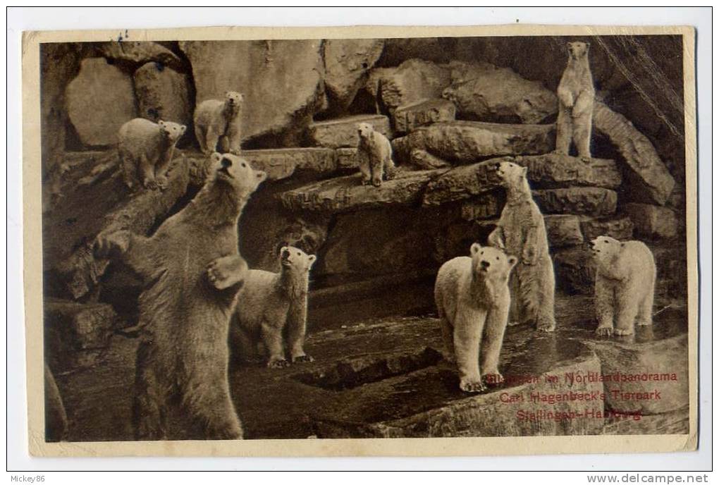 Allemagne--STALLINGEN-HAMBURG--1911----Elleberen Im Nordland Panorama Carl Hagenbeck´s Tierpark --Ours Polaire-Zoo------ - Stellingen