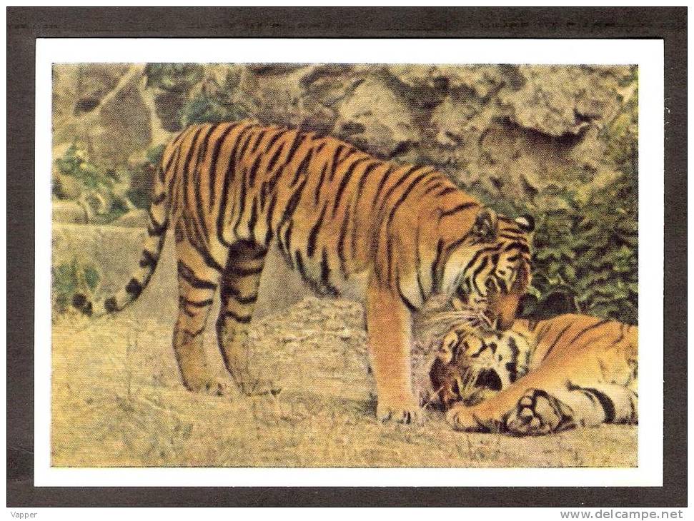 Animals USSR 1963 MNH Stationary Postcard Tiger In Moscow Zoo - Tijgers