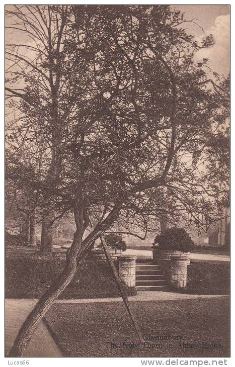 C1920 GLASTONBURY ABBEY - THE HOLY THORN IN ABBEY RUINS - Other & Unclassified