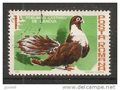 Romania 1981  Birds: Pigeons (o) - Gebraucht