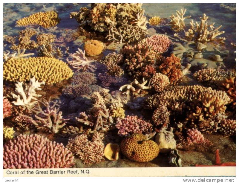 (108) Australia - QLD - Great Barrier Reef Coral - Great Barrier Reef