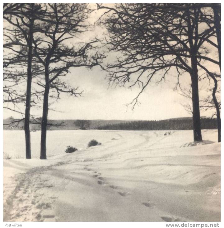 ALTE POSTKARTE WEIDENAU SIEGEN WINTER IM TIERGARTEN SIEGERLAND FOTO LOOS Winter Hiver Schnee Snow Zoo Cpa Postcard AK - Siegen