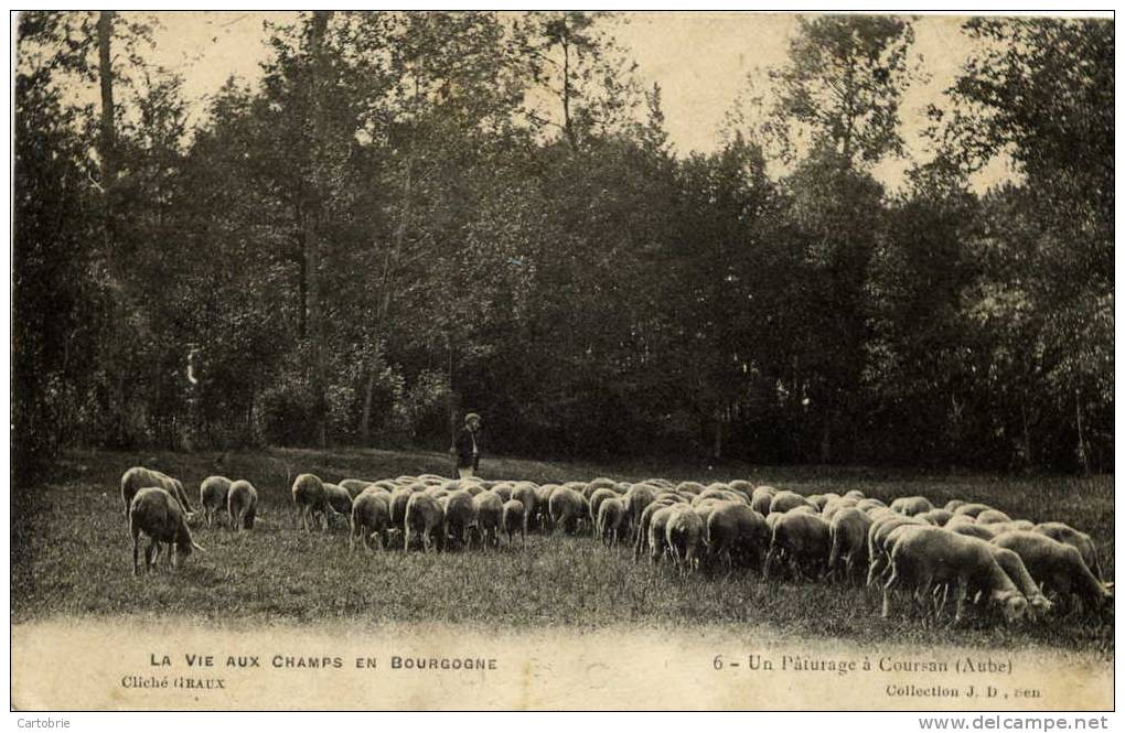 10-Un Pâturage à COURSAN-La Vie Aux Champs En Bourgogne-animée -moutons - Altri & Non Classificati