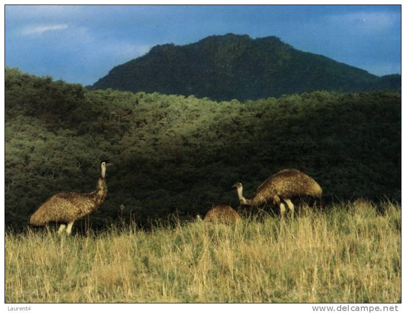 (116) Australia - Emu Birds - Outback