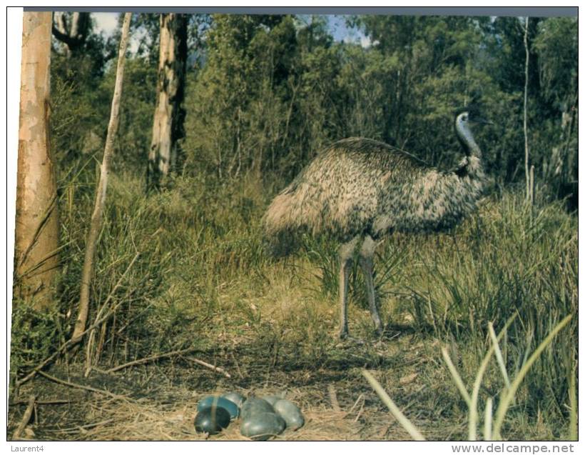 (116) Australia - Emu Birds & Eggs - Outback