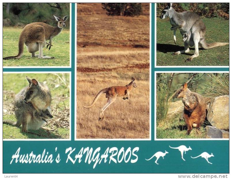 (116) Australia - Kangaroo - Outback