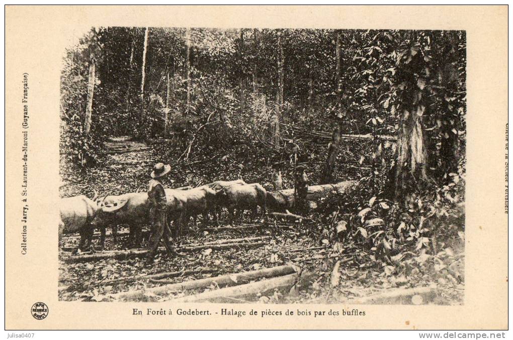 GODEBERT (Guyane) Halage De Pièces De Bois Par Des Buffles Beau Plan - Altri & Non Classificati