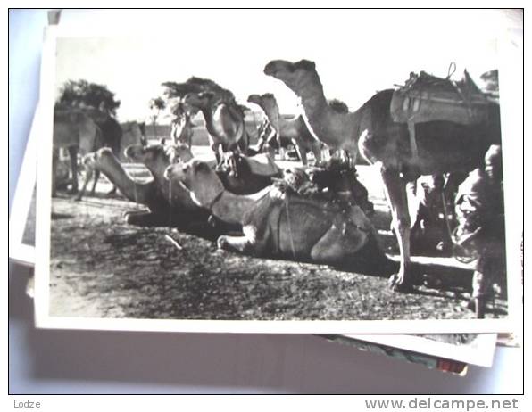 Azië Asia Pakistan With Camels - Pakistan