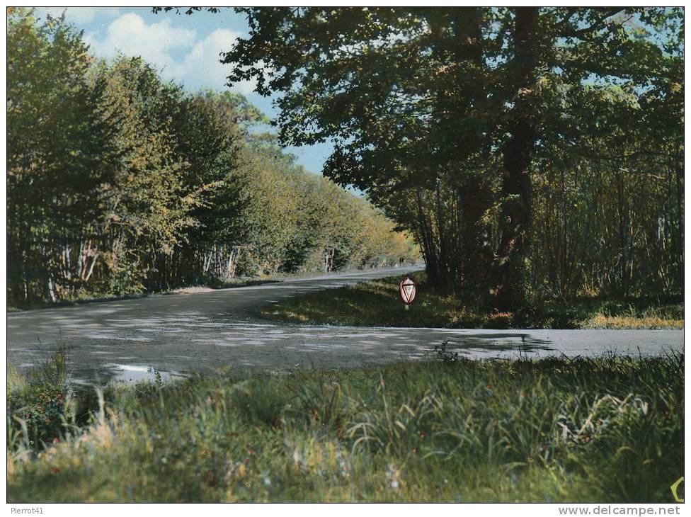 LA MOTHE SAINT HERAYE - La Forêt De L'Hermitain Et Ses Routes Ombragées - La Mothe Saint Heray