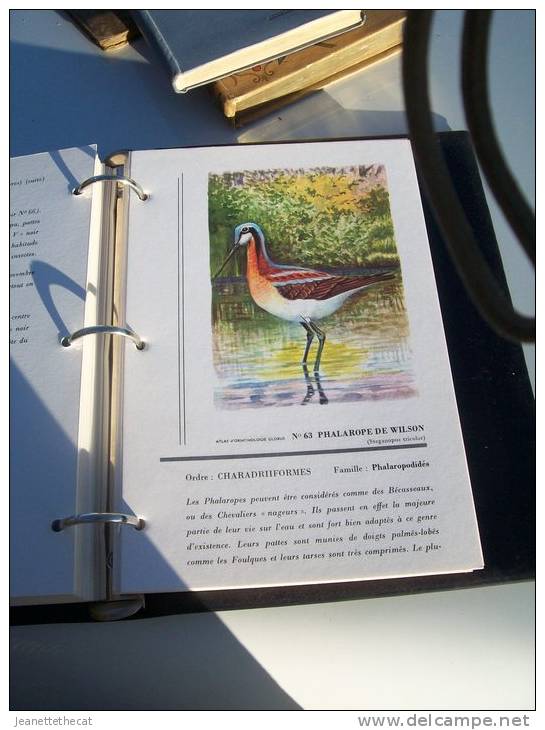 ATLAS OISEAUX ORNITHOLOGIE EDITIONS GLOBUS 81 FICHES RECTO VERSO DANS CLASSEUR