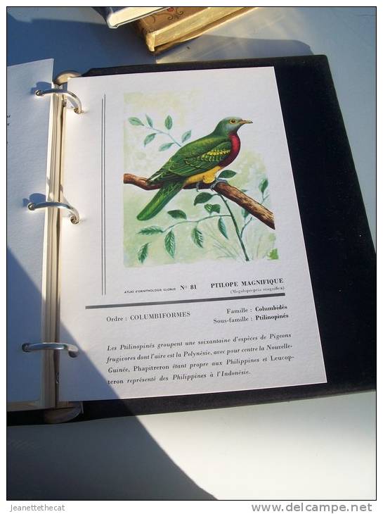 ATLAS OISEAUX ORNITHOLOGIE EDITIONS GLOBUS 81 FICHES RECTO VERSO DANS CLASSEUR