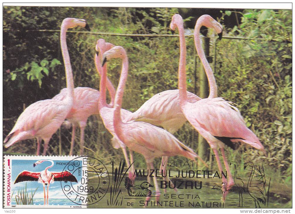 OISEAUX, BIRDS, FLAMANTS, FLAMINGO, PHOENICOPTERUS, 1989,CM, MAXICARD, CARTES MAXIMUM, ROMANIA - Flamingos