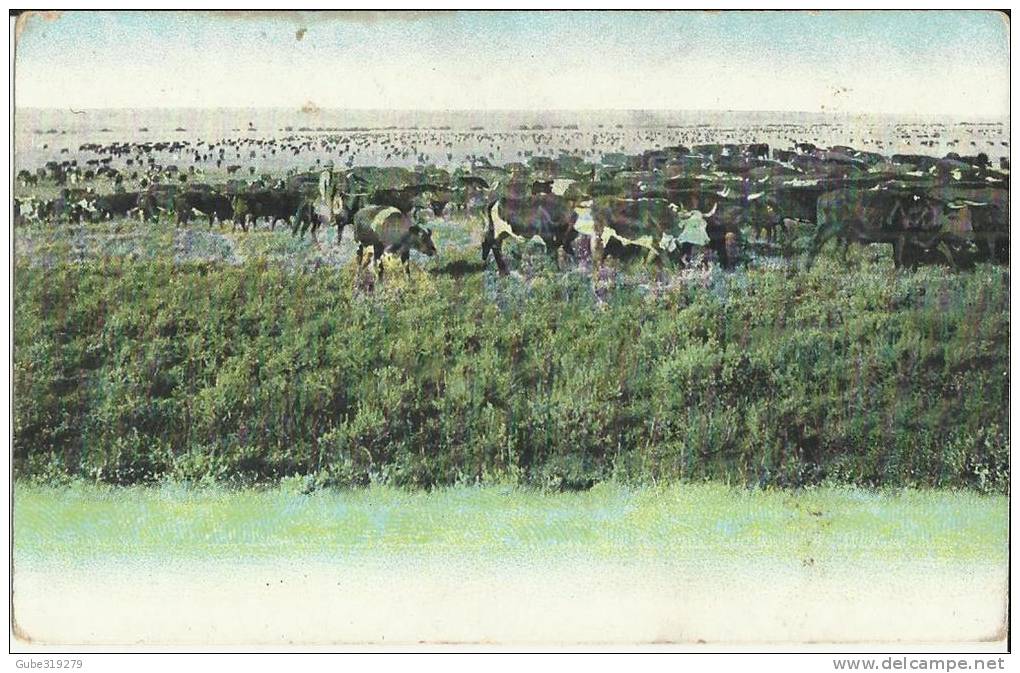 UNITED STATES – MONTANA - CATTLE VIEW  – HALF SHINING – NEW UNUSED RE235 PHOTO COPYRIGHTED ONLY 1906 BY CHAS E. MORRIS – - Autres & Non Classés
