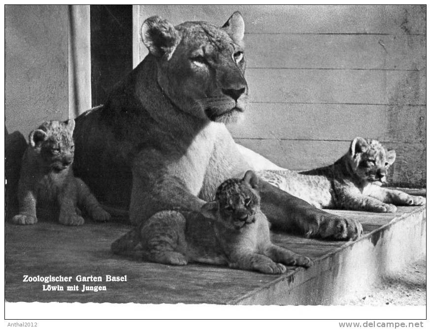 Zoologischer Garten Basel Bale Suisse Löwin Mit Jungen Sw 60er - Lions