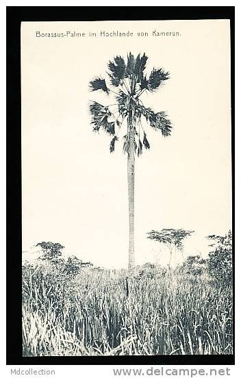 CAMEROUN DIVERS / Borassus Palme / - Kamerun