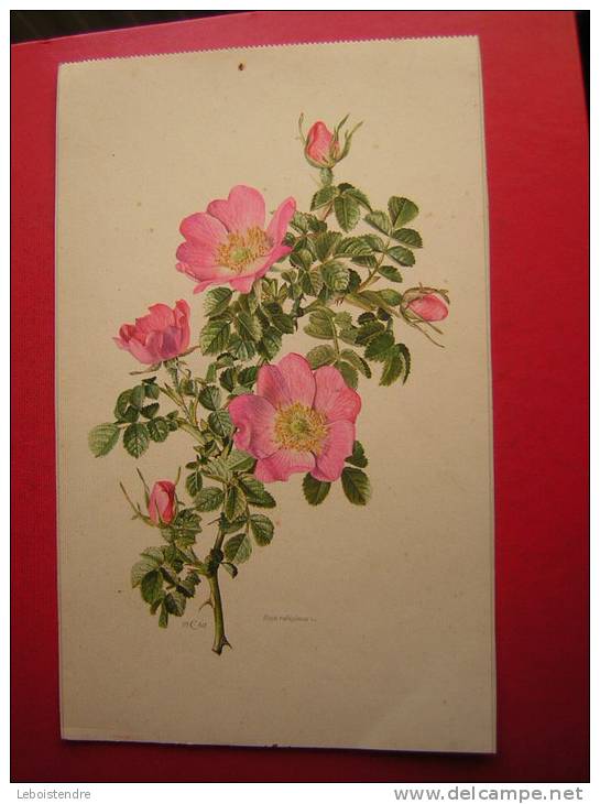 UNE PLANCHE EXTRAITE DU CALENDRIER CADRE D' ART LA NATURE 1962  FLEURS  ROSA RUBIGINOSA L - Autres & Non Classés