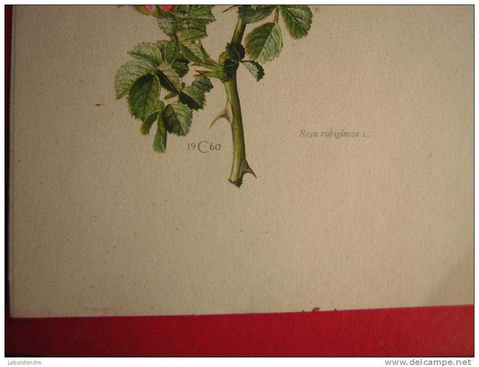 UNE PLANCHE EXTRAITE DU CALENDRIER CADRE D' ART LA NATURE 1962  FLEURS  ROSA RUBIGINOSA L - Autres & Non Classés