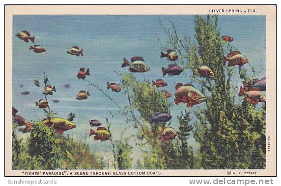 Florida Silver Spring Fishes Paradise A Scene Through Glass Bottom Boat - Silver Springs