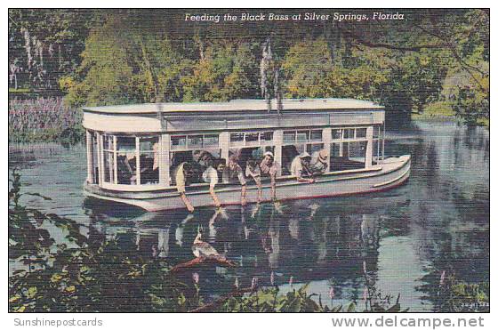 Florida Silver Spring Feeding The Black Bass At Silver Springs - Silver Springs