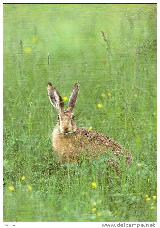 Fauna Estonia 2011 MNH Postcard European Brown Hare (Lepus Europaeus Pall.) - Rabbits