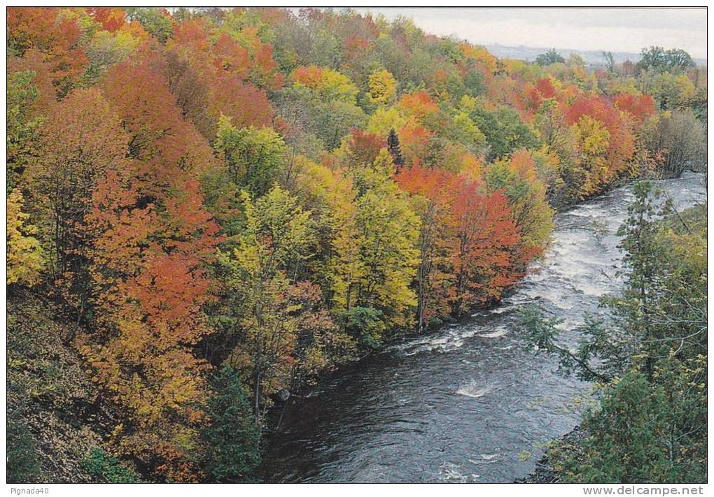 Cp , CANADA ,Les Splendeurd De L'été Indien - Moderne Ansichtskarten