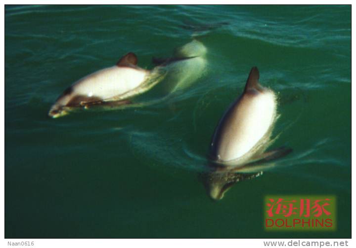 (N51-040  )   Dolphins Delfine Dauphin Dolfienen , Postal Stationery-Entier Postal-Ganzsache-Postwaar Destuk - Dolphins