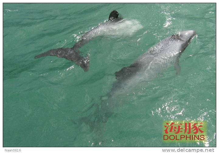 (N51-041  )   Dolphins Delfine Dauphin Dolfienen , Postal Stationery-Entier Postal-Ganzsache-Postwaar Destuk - Dolphins