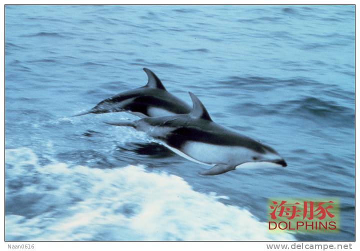 (N51-042  )   Dolphins Delfine Dauphin Dolfienen , Postal Stationery-Entier Postal-Ganzsache-Postwaar Destuk - Dolphins