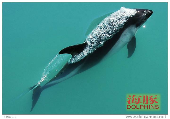 (N51-044  )   Dolphins Delfine Dauphin Dolfienen , Postal Stationery-Entier Postal-Ganzsache-Postwaar Destuk - Delfines