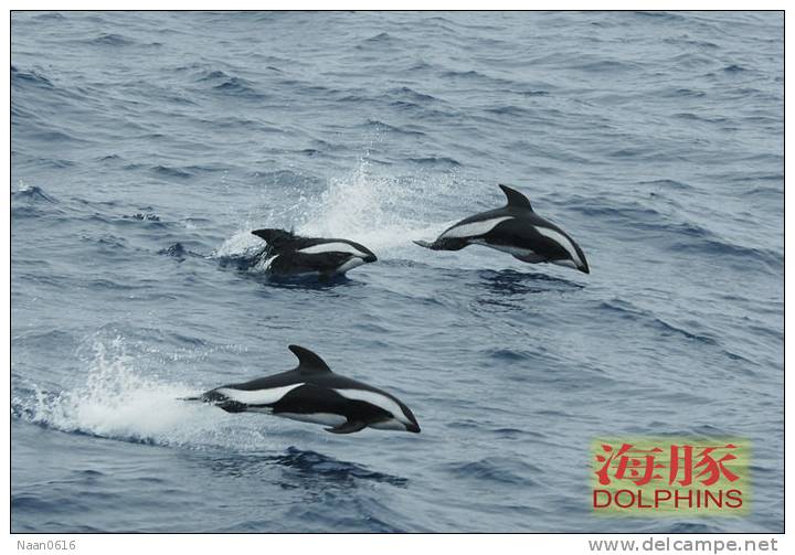 (N51-046  )   Dolphins Delfine Dauphin Dolfienen , Postal Stationery-Entier Postal-Ganzsache-Postwaar Destuk - Dolphins