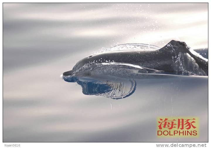 (N51-047  )   Dolphins Delfine Dauphin Dolfienen , Postal Stationery-Entier Postal-Ganzsache-Postwaar Destuk - Dolphins