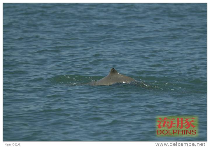 (N51-049  )   Dolphins Delfine Dauphin Dolfienen , Postal Stationery-Entier Postal-Ganzsache-Postwaar Destuk - Dolphins