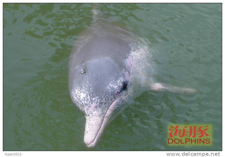 (N51-051  )   Dolphins Delfine Dauphin Dolfienen , Postal Stationery-Entier Postal-Ganzsache-Postwaar Destuk - Dolphins