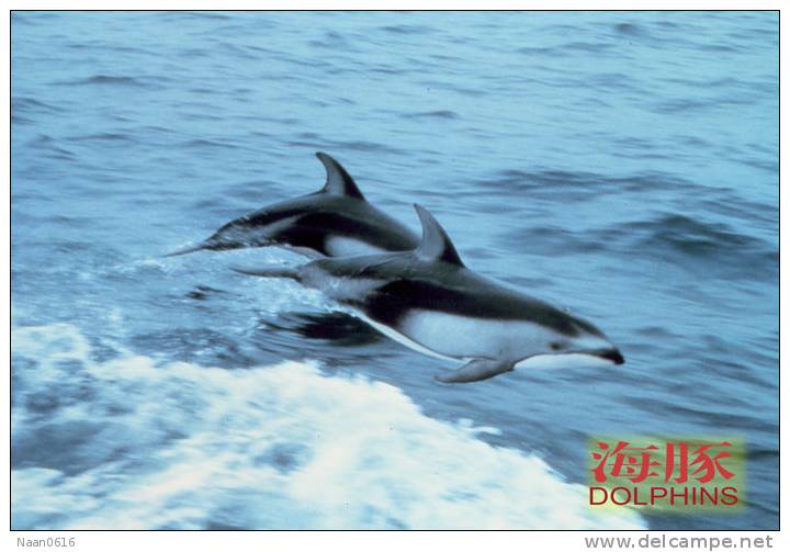 (N51-052  )   Dolphins Delfine Dauphin Dolfienen , Postal Stationery-Entier Postal-Ganzsache-Postwaar Destuk - Dolphins