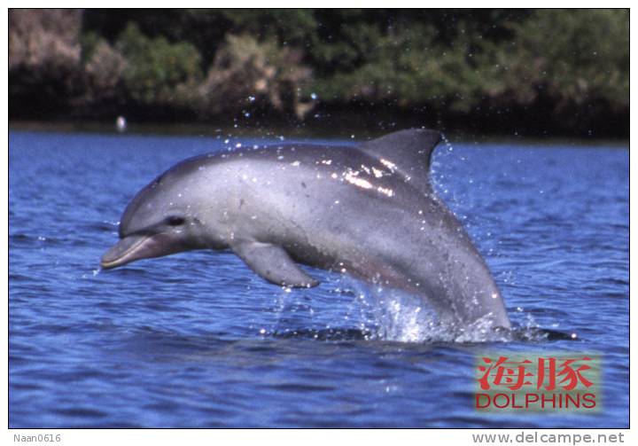 (N51-056  )   Dolphins Delfine Dauphin Dolfienen , Postal Stationery-Entier Postal-Ganzsache-Postwaar Destuk - Dolphins