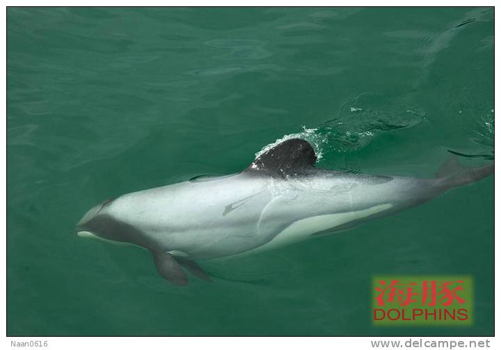 (N51-058  )   Dolphins Delfine Dauphin Dolfienen , Postal Stationery-Entier Postal-Ganzsache-Postwaar Destuk - Dolphins