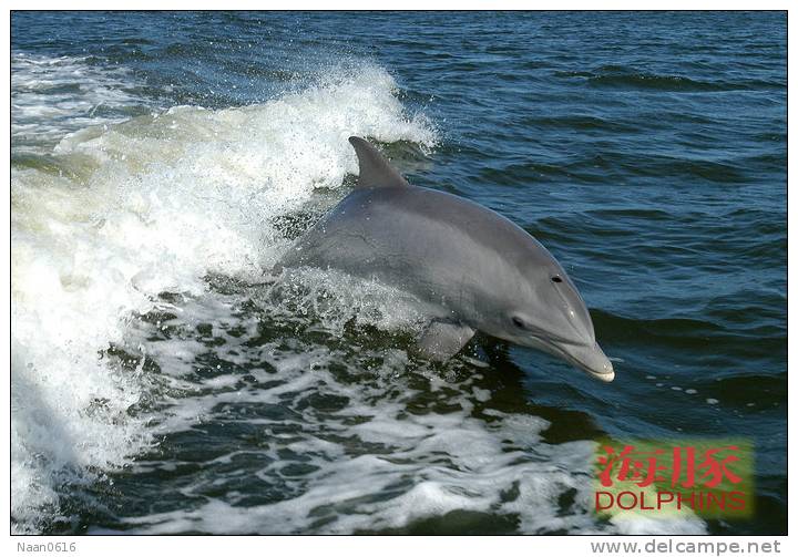 (N51-059  )   Dolphins Delfine Dauphin Dolfienen , Postal Stationery-Entier Postal-Ganzsache-Postwaar Destuk - Dolphins