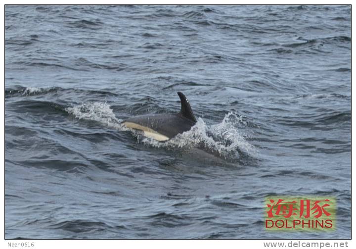 (N51-064  )   Dolphins Delfine Dauphin Dolfienen , Postal Stationery-Entier Postal-Ganzsache-Postwaar Destuk - Dolphins