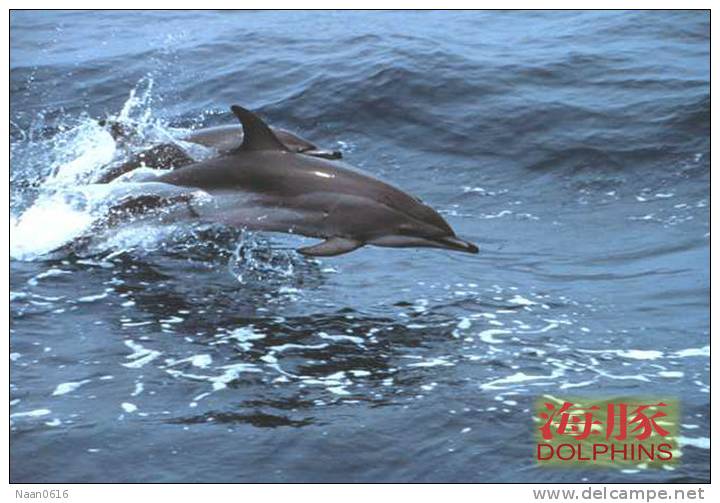 (N51-067  )   Dolphins Delfine Dauphin Dolfienen , Postal Stationery-Entier Postal-Ganzsache-Postwaar Destuk - Dolphins