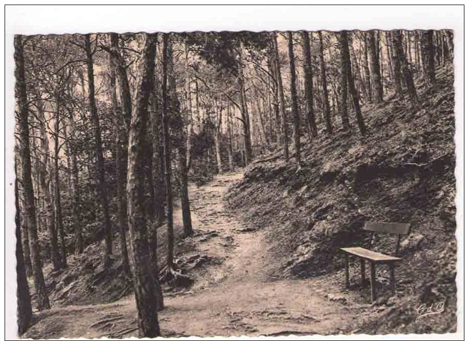 CP 10*15/R310/CHATELGUYON ALLEE DANS LES PINS DU MONT CHALUSSET - Châtel-Guyon