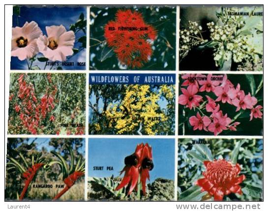 (295) Australia - Wildflowers - Outback