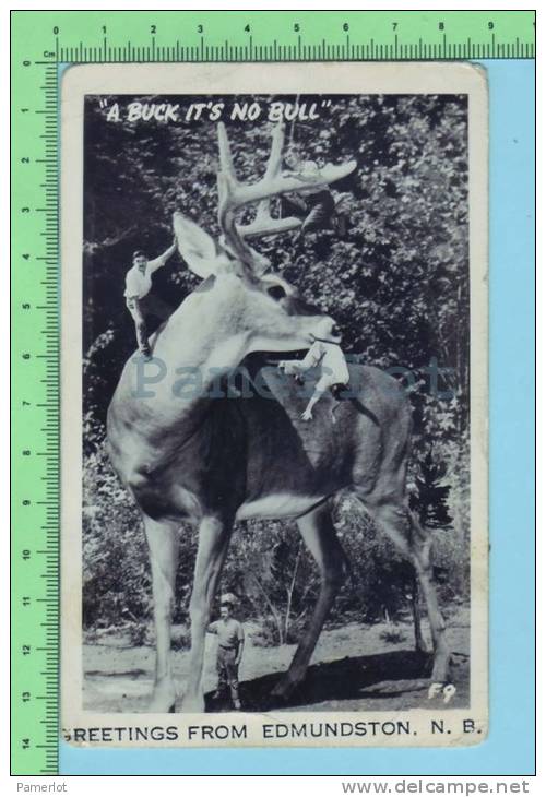 Edmundston N.B. Canada (  Photo Montage " A Buck It´s No Bull" )  Carte Postale 2 Scan - Photographie