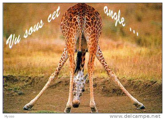 Vu Sous Cet Angle, Girafe Vue De Dos, Humour - Giraffen