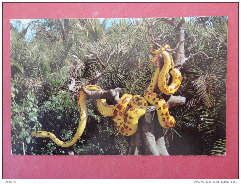Disneyworld  Giant Python Jungle Cruise  1972 Cancel   No Stamp Ref 926 - Disneyworld