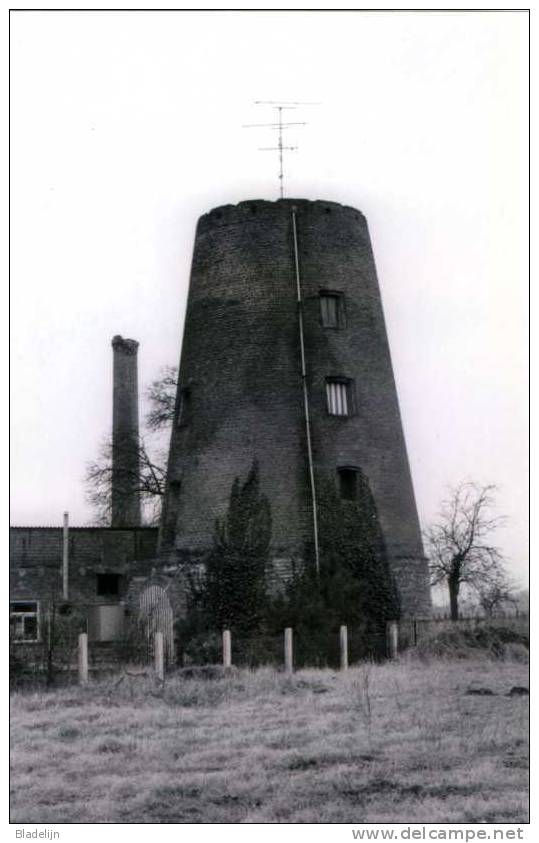 BUGGENHOUT (O.Vl.) - Molen/moulin - Historische Opname Van De Romp Van De Weiveldmolen In 1981 - MAXIKAART - Buggenhout