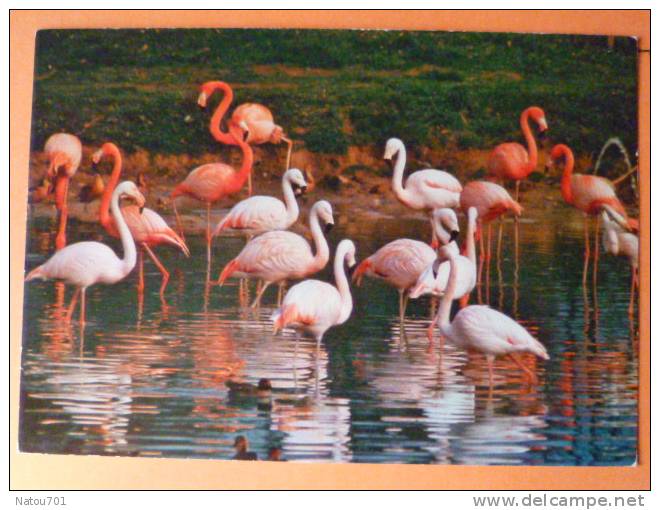 V9-01-ain--villars Les Dombes-flamants Roses-- - Villars-les-Dombes