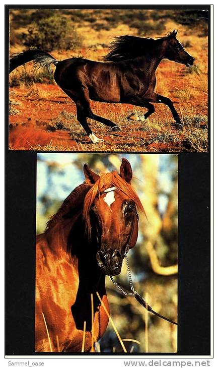 2 X Arabisches Vollblut Pferde Ansichtskarten  -  Fotos Von Boiselle   (10) - Pferde