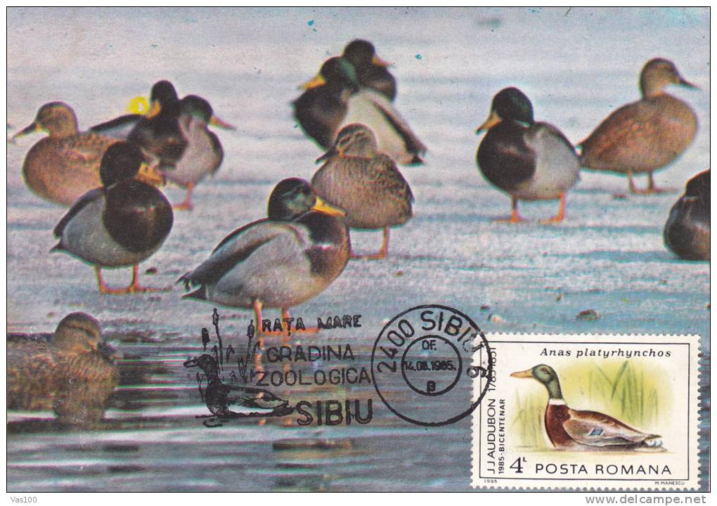 DUCKS, CYGNES, CM, MAXICARD, CARTES MAXIMUM, 1985, ROMANIA - Cygnes