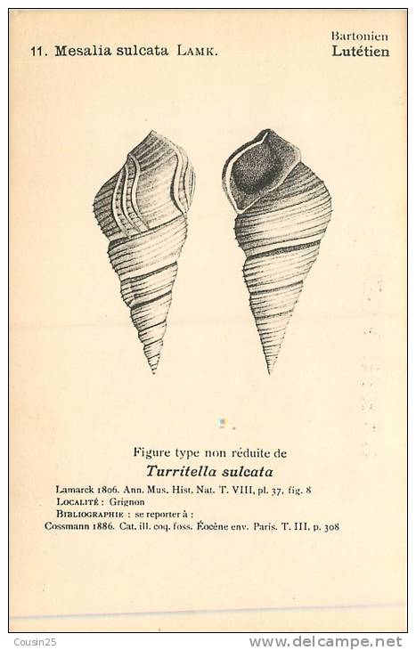 THEMES - HISTOIRE - Mesalia Sulcata Lamk - Figure Type Non Réduite De Turritella Sulcata - Historia